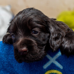 English Cocker Spaniel Puppies