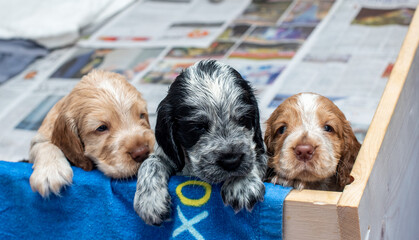 English Cocker Spaniel Puppies