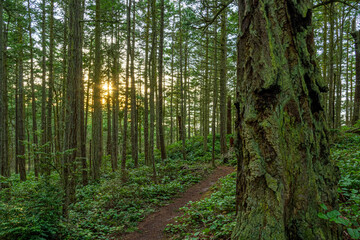A trail in a lush green forest with tall pine trees backlit by the sun.