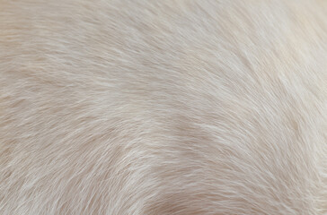 close up of a fur