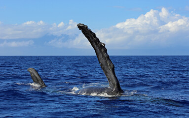 Whales fin - Humpback whale in Maui, Hawaii