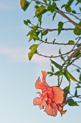 front view, medium distance of a orange hibiscus flower blooming against blue sky