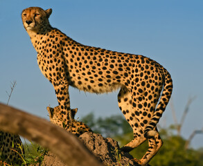 A cheetah (Acinonyx jubatus), Botswana 