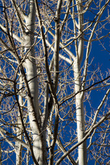 The bare tops of aspen trees against a blue sky lit from the side by the sun.