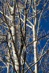 Obraz premium The bare tops of aspen trees against a blue sky lit from the side by the sun.
