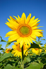 Flowering sunflower in the field of sunflowers on the background of the blue sky