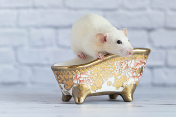 A cute white decorative rat takes a bath. Cleanliness and hygiene.