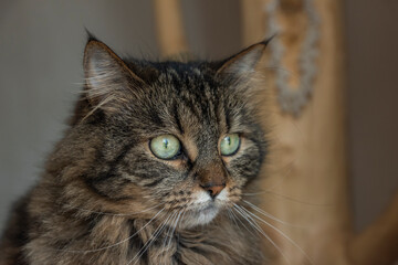 Tabby brown gray cat on indoor tree looking outdoor for sunny winter day