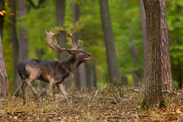 Naklejka na ściany i meble Majestic fallow deer, dama dama, stag walking in sunny autumn forest with copy space. Wild animal moving in nature among trees from front view. Male mammal coming closer.