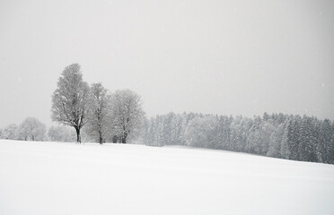 Verschneite Winterlandschaft im Schneetreiben mit Wald und einzelnen Bäumen