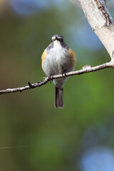 Orange-flanked Bush Robin