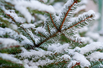 snow covered pine needles. Snow on pine tree. Winter christmas evergreen tree. Coniferous branches covered snow