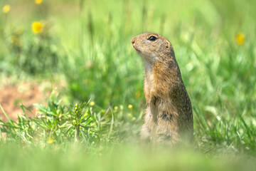 Naklejka na ściany i meble A European ground squirrel (Spermophilus citellus) standing in a green meadow in spring (Slovakia)