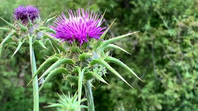 Iberian Centuary, Centaurea iberica -a relation of the Cornflower Thistle, known as dardul by the local Arab population, may be the dardar or thistle that is mentioned twice in the Bible. 4K