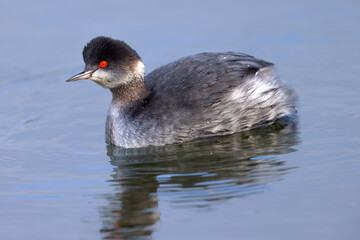 Eared Grebe, seen in the wild in a North California marsh