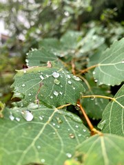 Wassertropfen auf Blatt