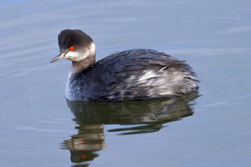 Eared Grebe, seen in the wild in a North California marsh