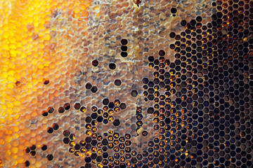 Drop of bee honey drip from hexagonal honeycombs