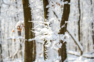 fresh snow on the trees
