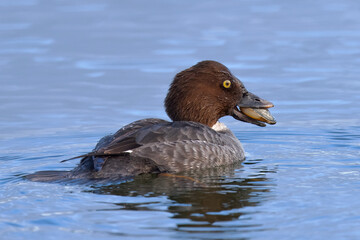 Female Common Goldeneye eating an oyster, seen in the wild in a North California marsh