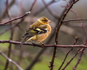 Small cute chaffinch sitting on the branch in forest, blurred background