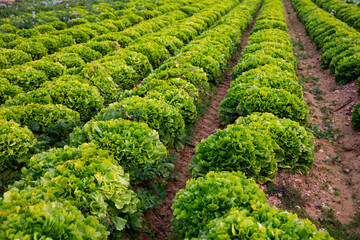 Closeup of green lettuce plantation in organic vegetable farm. Harvest time - obrazy, fototapety, plakaty