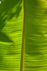 Close up of a beautiful perfect banana leaf.