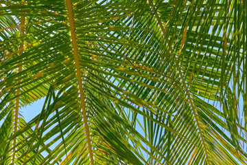 Obraz na płótnie Canvas Close up of a beautiful perfect palm leaf.