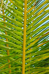 Close up of a beautiful perfect palm leaf.
