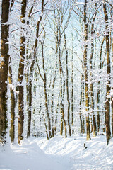 Fototapeta premium fresh snow on the trees