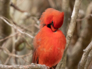 Cardinal grooming on a branch