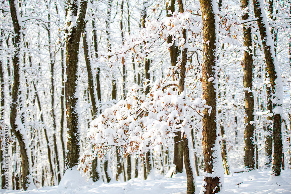 Poster fresh snow on the trees