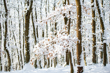fresh snow on the trees