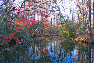 Obraz premium autumn in the forest