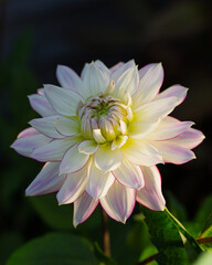 Fototapeta premium Dahlia crazy love in bloom