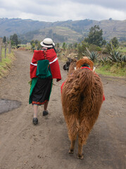 Indigenous highlander and her llama, La Moya, Ecuador