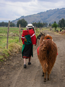 Indigenous highlander and her llama, La Moya, Ecuador