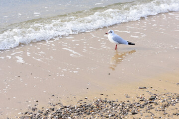 A seagull is waiting for a small oncoming sea wave