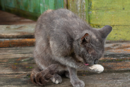 Portrait of grey cat with white paw licking itself clean, sitting on old porch. Countryside, summer. Close-up.