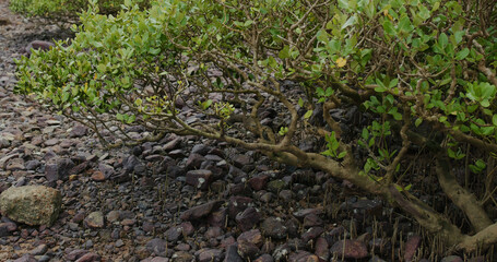 Mangrove trees in the water on a tropical island