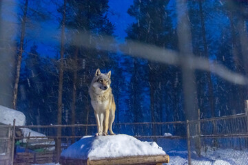 Almost a real wolf standing and looking over the people