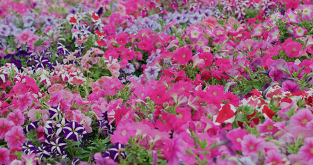 Flower field with pink and purple colour