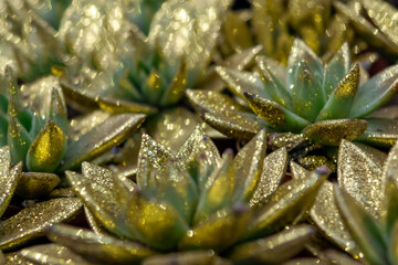 green succulents with gold dusting