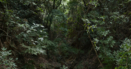 Wild tropical forest hiking trail