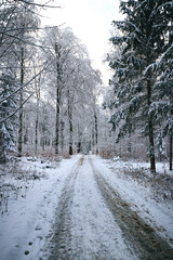 german winterwonderland with snow ice tree hikingpath, frozen trees with snow