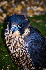 Peregrine Falcon close up