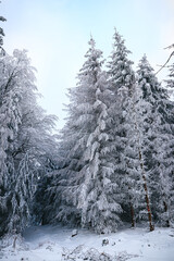 Obraz premium german winterwonderland with snow ice tree hikingpath, frozen trees with snow