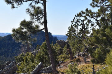 Obraz premium Black Hills Custer State Park South Dakota 2020