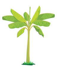 isolated banana plant on white background vector design