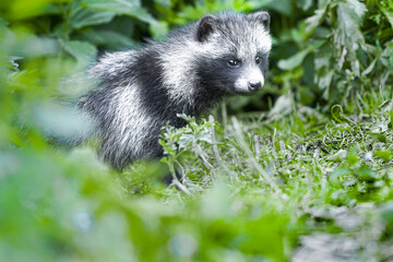 Raccoon dog pup in forest. Raccoon dog kit in forest. Young raccoon dog.